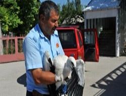Yaralı yavru leyleği itfaiye kurtardı