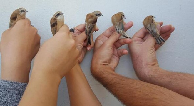 2 bin 239 kuş halkalandı