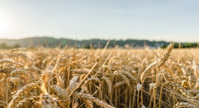 826 Tarım işçisi alım kuraları noter huzurunda belirlendi