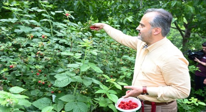 Bursalı çiftçinin hasat bayramı