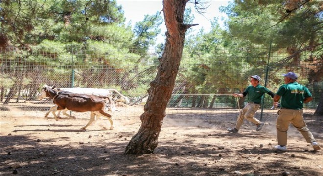 Büyükşehir’in kurban yakalama timi göreve hazır