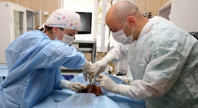 Çankaya Belediyesi sokak hayvanlarına kucak açıyor