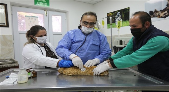 Gaziantep Büyükşehir Belediyesi 150 hayvana yeni yuva buldu