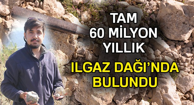 Ilgaz Dağı nda 60 milyon yıllık deniz fosili bulundu