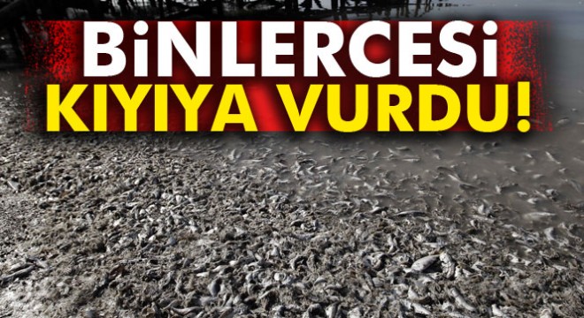 Kosta Rico’da binlerce ölü sardalye karaya vurdu