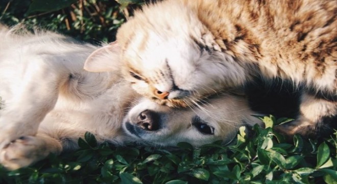 Sahipli kedi ve köpeklerin kimliklendirilmesi zorunlu olacak