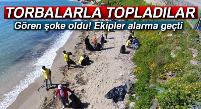 Sinop ta yunus ölümleri araştırılıyor