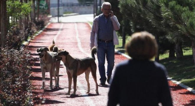 Sokak hayvanları için zirve önerisi