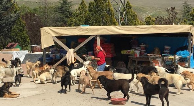 Sokak köpeklerinin ‘İnci Anne’si