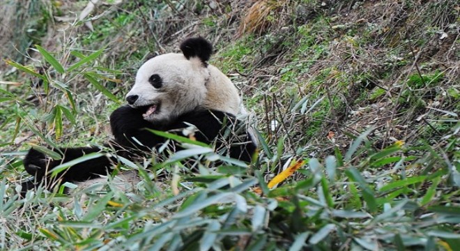 Çin, tehlike altında olan hayvanlar için 50 doğal park kuracak