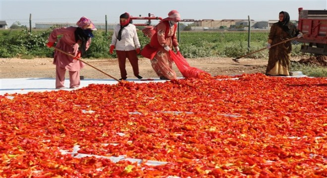 Şanlıurfa da isot hasadı başladı